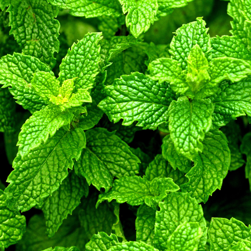 La menthe poivrée
