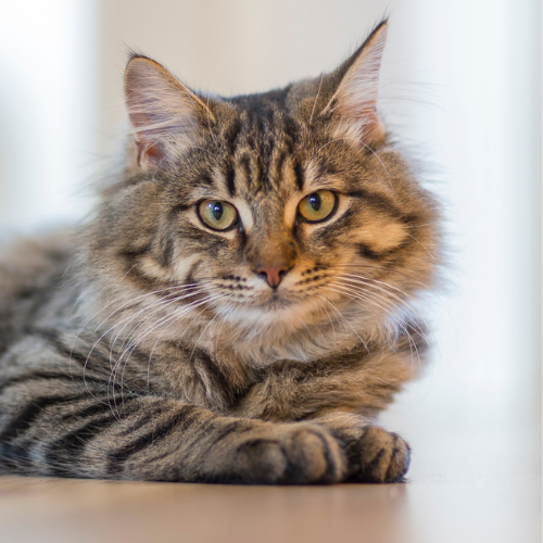 chat