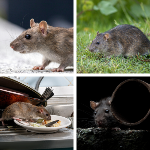 deratisation 92 rats