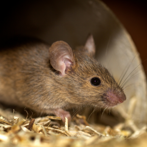 deratisation souris
