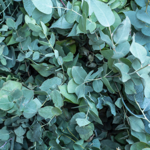 eucalyptus