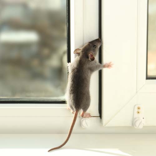 où se caché un souris